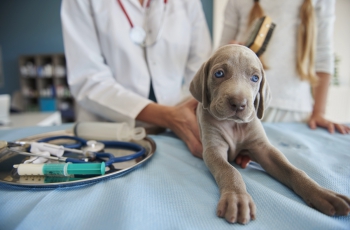 Ветеринарные обязанности и курсы ветеринарной медсестры